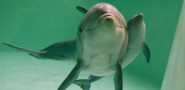 Golfinhos se comunicam como sonares